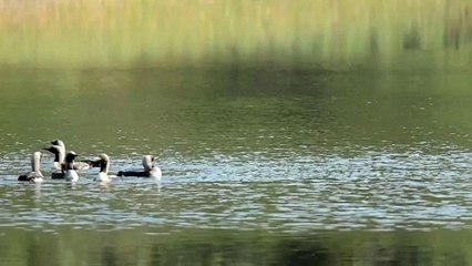The Black-Throated Diver: Close Up HD Footage (Gavia arctica)
