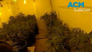 Arrests made after 750 cannabis plants seized in Fremantle, WA