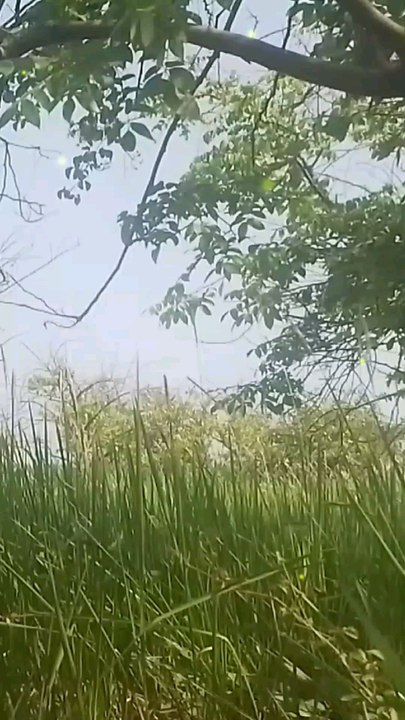 Pohon belimbing