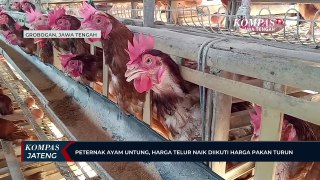 Peternak Ayam Untung, Harga Telur Naik Diikuti Harga Pakan Turun