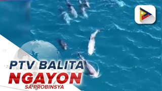 Dolphins, spotted sa karagatan ng IGACoS, Davao del Norte