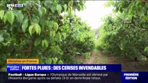 À cause des fortes pluies, ce producteur de cerises des pyrénées-orientales accuse de nombreuses pertes