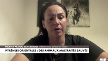 Pyrénées-Orientales : des animaux maltraités sauvés