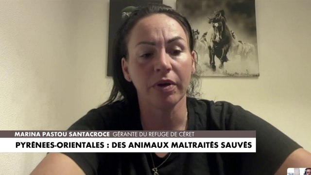 Pyrénées-Orientales : des animaux maltraités sauvés