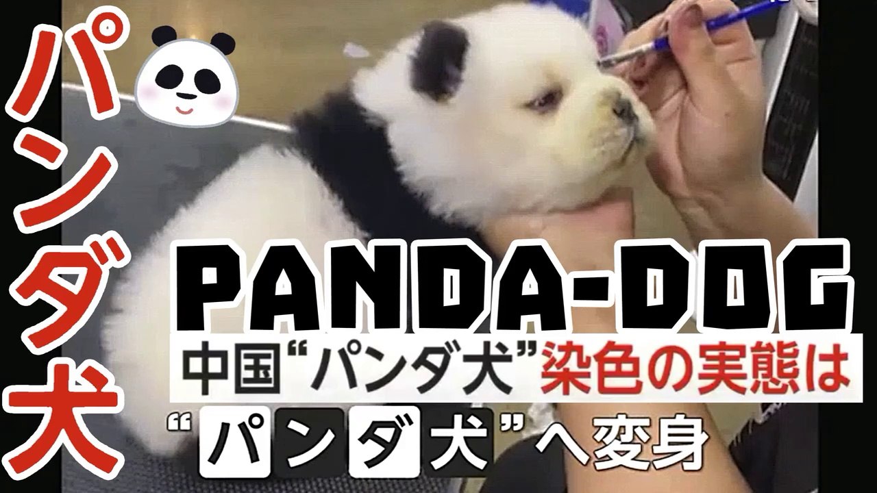 「パンダ犬」染色の実態は PANDA DOG La tintura del Cane Panda / painting dogs to ...