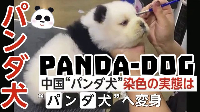 「パンダ犬」染色の実態は PANDA DOG La tintura del Cane Panda / painting dogs to look like pandas