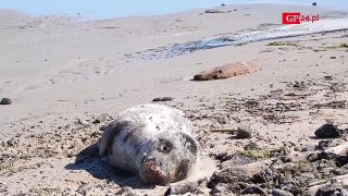 Martwa młoda foczka znaleziona na plaży wschodniej w Ustce
