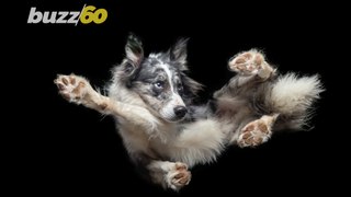 This Amazing Photographer Captures Dogs Looking Like They’re Suspended in Mid-Air
