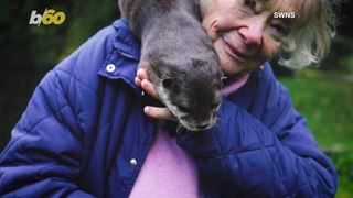This Woman Raises and Saves Otters and Even Carries One of Them on Her Shoulders