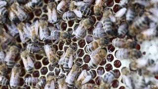 How important are bees for humans?