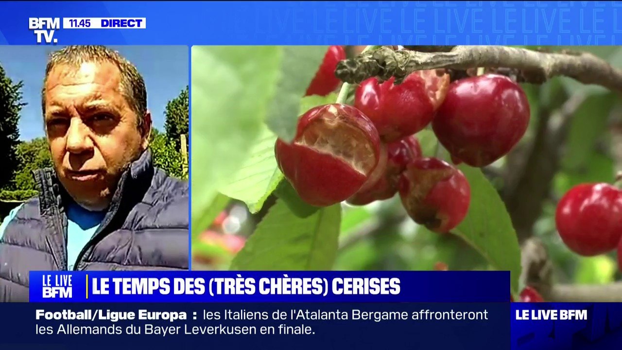 "On a perdu à peu près 50% du potentiel de ceri...