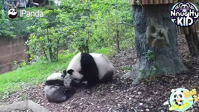 【 Panda 9¾ Station】：熊孩子 |panda