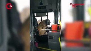 Köpek otobüsün şoför koltuğuna oturdu