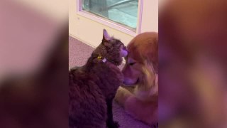 Cat Comforts Dog Friend Who Is Afraid Of Thunderstorms | Happily TV