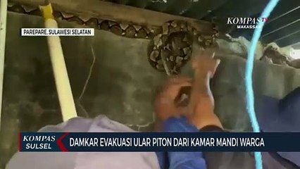 Damkar Evakuasi Ular Piton Dari Kamar Mandi Warga