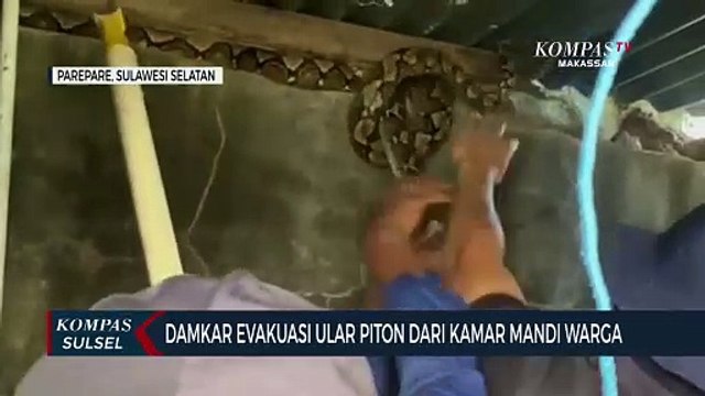 Damkar Evakuasi Ular Piton Dari Kamar Mandi Warga