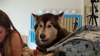 Malamute Howls at Owner to Play With Him