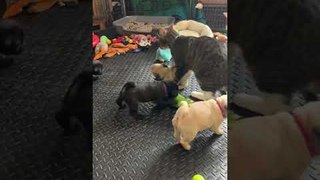 Pug Puppies Play Fight With Cat