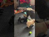 Pug Puppies Play Fight With Cat