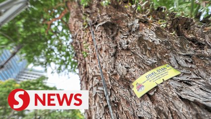 Tải video: DBKL identifies 28 high-risk trees to be felled in the city