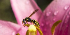 Découvrez comment identifier l'insecte qui vous a piqué : abeille, tique, araignée...