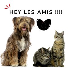 Marque de croquettes fictive