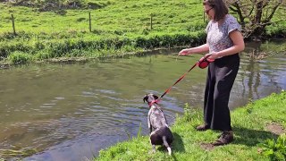 Woman is dragged into river while playing with her excited dog