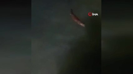 Nesli tehlike altında: Yalova kıyılarında görüntülendi