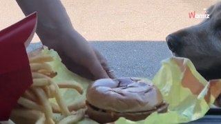 Elle laisse son chien choisir entre un burger et elle : 5,4M de personnes retiennent leur souffle (vidéo)
