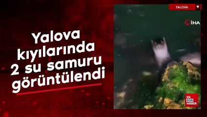 Yalova kıyılarında 2 su samuru görüntülendi