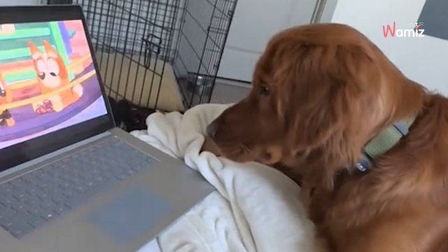 Sur TikTok, elle montre un célèbre dessin animé à son Golden Retriever : sa réaction va vous faire craquer