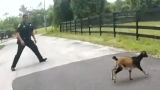 Amusing video shows goat giving police officers runaround
