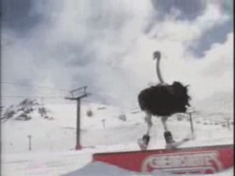 Autruche qui fait du ski