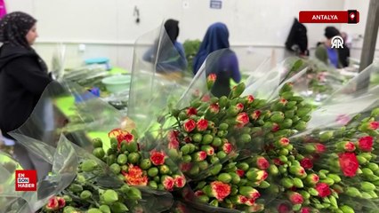 Anneler Günü çiçekleri, seralardan çıkıp raflarda yerini alıyor