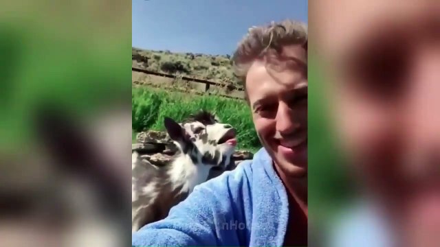 Angry pets - cute and funny reaction videos #1 _ Pets FunHouse