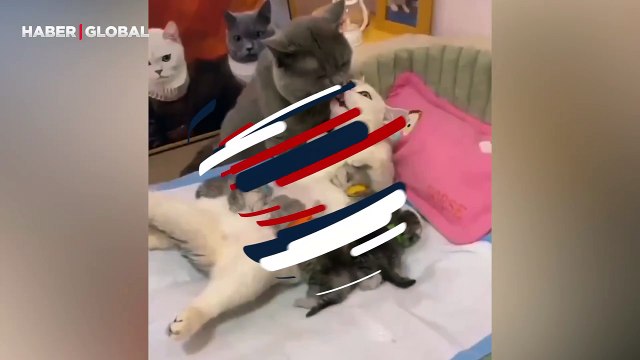 Yavruları emziren eşine destek olan kedi izlenme rekoru kırdı: Öpmelere doyamadı