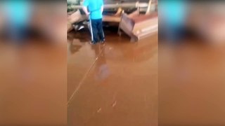 Moradores de Taquari, RS, encontram boi dentro de igreja após enchente