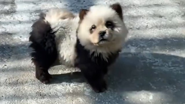 Chine : un zoo fait scandale en peignant des chiens pour les déguiser en pandas