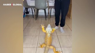 Sahibini sevilmek için darlayan iguana sosyal medyayı salladı