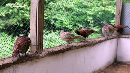 İstanbul’da üretilen sülünler doğaya kazandırılıyor