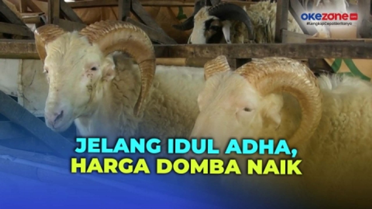 Jelang Idul Adha, Harga Hewan Kurban Merangkak Naik di Tangerang