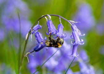 Austwick Bluebells