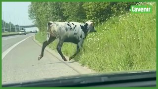 Dottignies : une vache sur l'A17