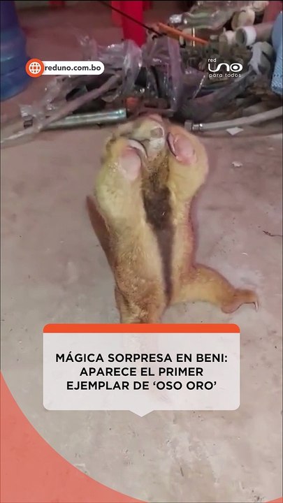 OSO ORO