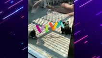 MIRIS! Kebun Binatang di China Sulap Anjing Biar Mirip Panda