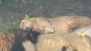 Tourists Watch Pride of Lions Relaxing Under Tree