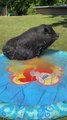 Potbelly Pig Has Good Time in New Splash Pad