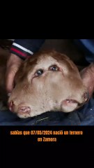 Curiosidades del Ternero de Dos Cabezas nacido en España