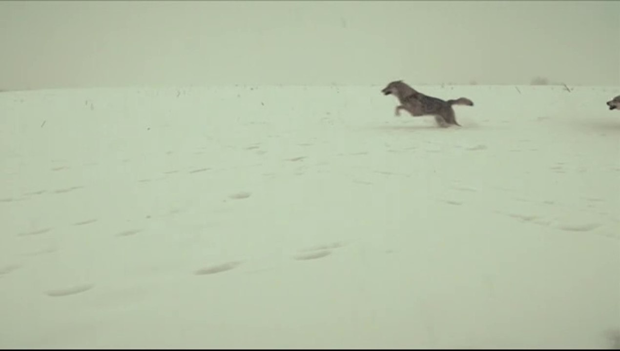 Unter Bestien – Der alte Mann und die Wölfe - Ganzer Film - 2012