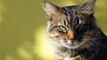 Beautiful Cat Captivating the Hearts: Amazing Dance and Hilarious Moments - Entertaining and Engaging Video for Cat Lovers